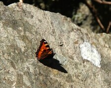 Aglais urticae (Neslesommerfugl)