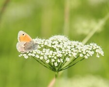 Coenonympha pamphilus (Small Heath)