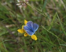 Polyommatus icarus (Common Blue)