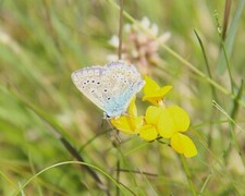 Polyommatus icarus (Common Blue)