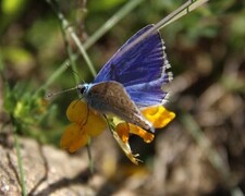 Polyommatus icarus (Common Blue)