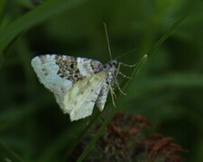 Xanthorhoe montanata (Silver-ground Carpet)