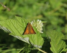 Ochlodes sylvanus (Large Skipper)