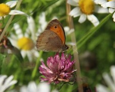 Maniola jurtina (Meadow Brown)