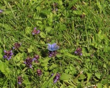 Polyommatus icarus (Common Blue)