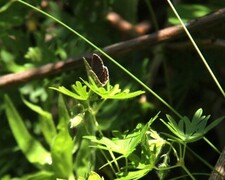 Aricia artaxerxes (Sankthansblåvinge)