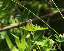 Aricia artaxerxes (Sankthansblåvinge)