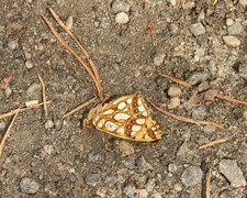 Issoria lathonia (Queen of Spain Fritillary)