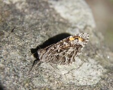 Hipparchia semele (Grayling)