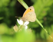 Maniola jurtina (Meadow Brown)