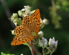 Argynnis paphia (Silver-Washed Fritillary)