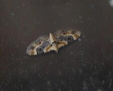 Eupithecia linariata (Toadflax Pug)