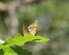 Argynnis paphia (Keiserkåpe)