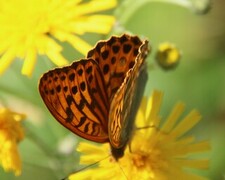 Argynnis paphia (Keiserkåpe)