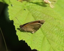 Maniola jurtina (Meadow Brown)