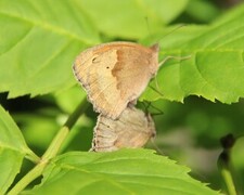 Maniola jurtina (Meadow Brown)