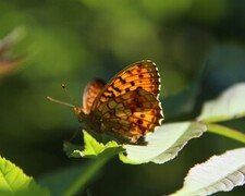 Brenthis ino (Lesser Marbled Fritillary)