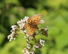 Boloria selene (Brunflekket perlemorvinge)