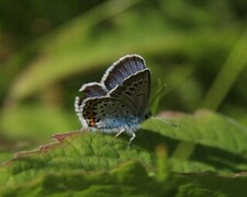 Plebejus argus (Argusblåvinge)