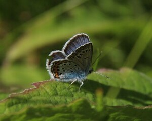 Plebejus argus (Silver-studded Blue)