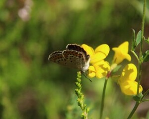 Plebejus argus (Silver-studded Blue)