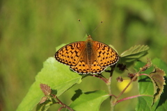 Argynnis aglaja (Aglajaperlemorvinge)