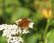 Lycaena virgaureae (Scarce Copper)