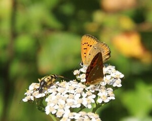 Lycaena virgaureae (Scarce Copper)