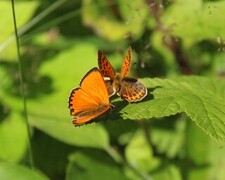 Lycaena virgaureae (Oransjegullvinge)