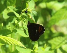 Erebia ligea (Arran Brown)