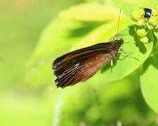 Erebia ligea (Arran Brown)