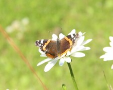 Vanessa atalanta (Red Admiral)