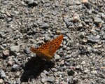 Argynnis paphia (Silver-Washed Fritillary)