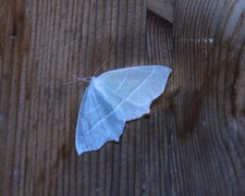 Campaea margaritaria (Light Emerald)