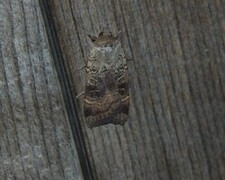 Noctua comes (Lesser Yellow Underwing)