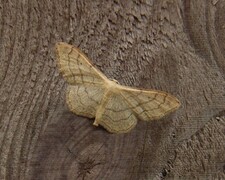 Idaea aversata (Vinkelengmåler)