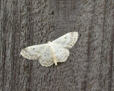 Idaea biselata (Small Fan-footed Wave)