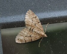 Thera cognata (Chestnut-coloured Carpet)