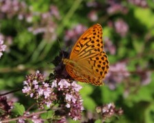 Argynnis paphia (Keiserkåpe)