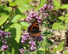 Aglais urticae (Neslesommerfugl)