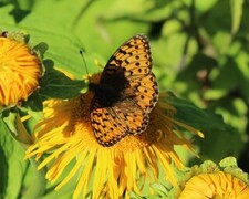 Argynnis aglaja (Aglajaperlemorvinge)