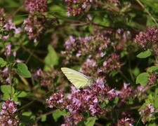 Pieris brassicae (Stor kålsommerfugl)