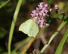 Gonepteryx rhamni (Sitronsommerfugl)