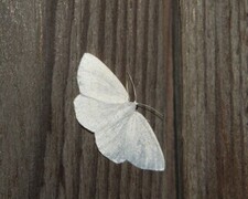 Cabera pusaria (Common White Wave)