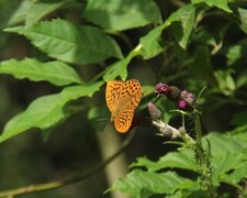 Argynnis paphia (Keiserkåpe)