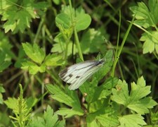 Pieris napi (Rapssommerfugl)