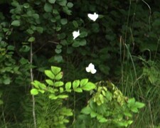 Pieris napi (Rapssommerfugl)