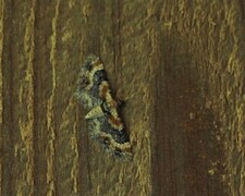 Eupithecia linariata (Toadflax Pug)