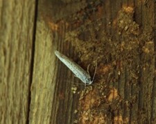 Yponomeuta evonymella (Heggspinnmøll)