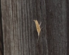 Ypsolopha nemorella (Hooked Smudge)